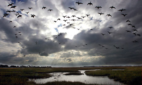 Migratory Birds on To Land  Loss Of Natural Habitats Threatens Migratory Birds Globally